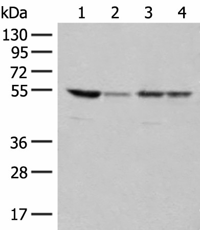 RRP1 Polyclonal Antibody (E-AB-52643)