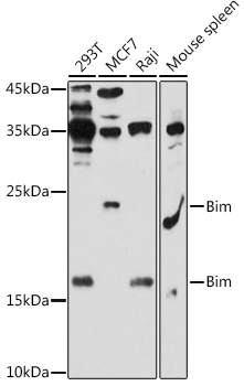Bim Polyclonal Antibody (E-AB-91280)