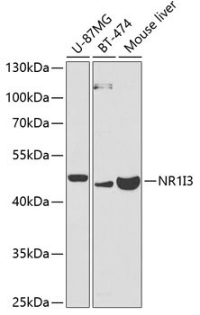 NR1I3 Polyclonal Antibody (E-AB-60529)