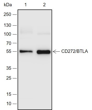 Recombinant CD272/BTLA Monoclonal Antibody (AN301977L)