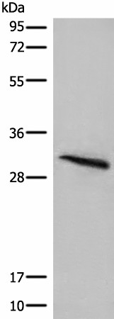 ITM2B Polyclonal Antibody (E-AB-52586)