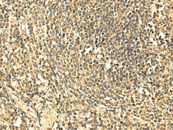 UNKL Polyclonal Antibody (E-AB-18961)