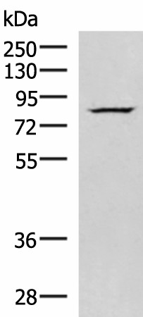 NASP Polyclonal Antibody (E-AB-19046)