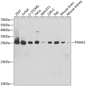 PSMA2 Polyclonal Antibody (E-AB-60700)