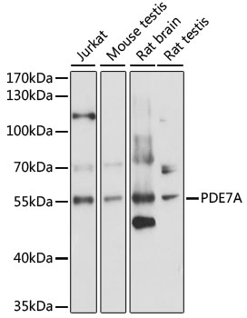 PDE7A Polyclonal Antibody (E-AB-91039)