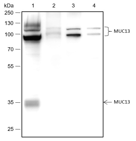 Recombinant MUC13 Monoclonal Antibody (AN301769L)