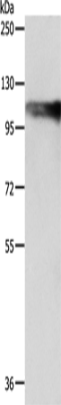 AARS2 Polyclonal Antibody (E-AB-13885)