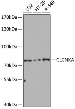 CLCNKA Polyclonal Antibody (E-AB-63758)