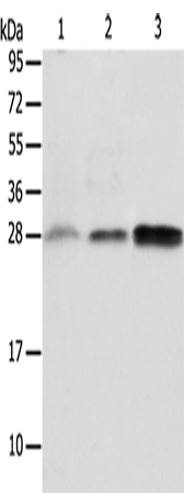 ALKBH2 Polyclonal Antibody (E-AB-14464)