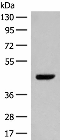 GPR52 Polyclonal Antibody (E-AB-19941)