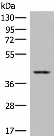 DHPS Polyclonal Antibody (E-AB-19001)