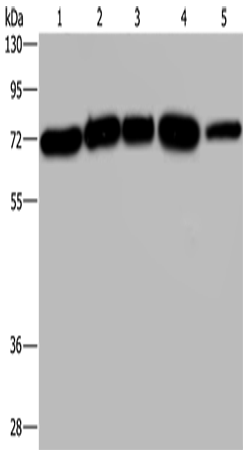 AGFG1 Polyclonal Antibody (E-AB-14521)