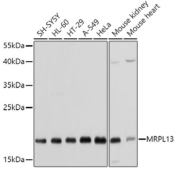 MRPL13 Polyclonal Antibody (E-AB-62426)