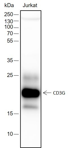 Recombinant CD3G Monoclonal Antibody (AN301477L)