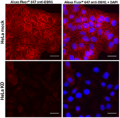 Alexa Fluor® 647 anti-DBN1 Antibody (633253)