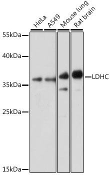 LDHC Polyclonal Antibody (E-AB-66380)