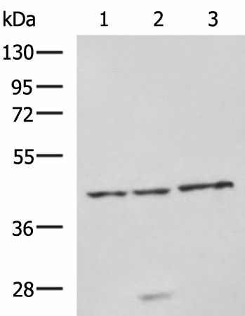 NDRG4 Polyclonal Antibody (E-AB-53285)