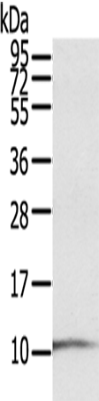 S100P Polyclonal Antibody (E-AB-11565)
