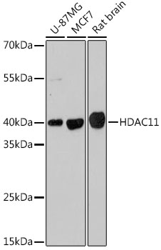 HDAC11 Polyclonal Antibody (E-AB-67729)