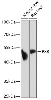 PXR Polyclonal Antibody (E-AB-67027)