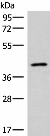 SLC16A7 Polyclonal Antibody (E-AB-53265)