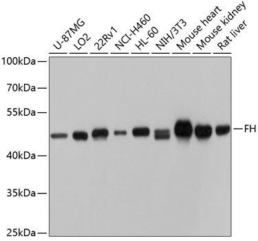 FH Polyclonal Antibody (E-AB-61065)
