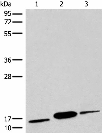COX6A2 Polyclonal Antibody (E-AB-19748)