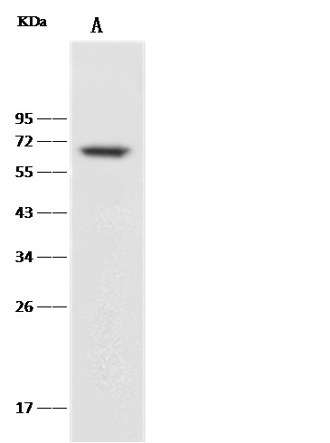 Recombinant CD27/TNFRSF7 Monoclonal Antibody (AN300006P)