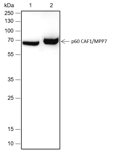 Recombinant p60 CAF1/MPP7 Monoclonal Antibody (AN301745L)