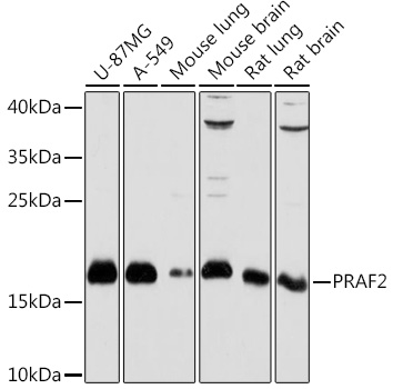 PRAF2 Polyclonal Antibody (E-AB-92042)