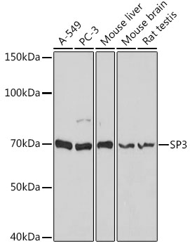 SP3 Polyclonal Antibody (E-AB-90483)
