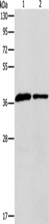 APOL2 Polyclonal Antibody (E-AB-19319)