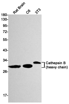 Recombinant Cathepsin B Monoclonal Antibody (E-AB-81543)