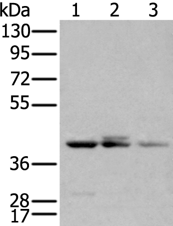 APOBEC3D Polyclonal Antibody (E-AB-12980)