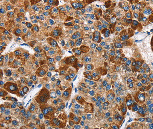 SLAMF8 Polyclonal Antibody (E-AB-11004)