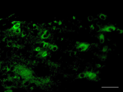 Purified anti-NSE Antibody (Previously Covance catalog# MMS-518P)