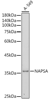 NAPSA Polyclonal Antibody (E-AB-92657)