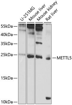 METTL5 Polyclonal Antibody (E-AB-92944)