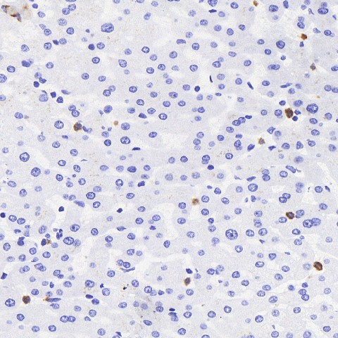 MPO Polyclonal Antibody (E-AB-70091)