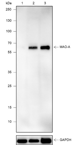 Recombinant MAO-A Monoclonal Antibody (AN301895L)