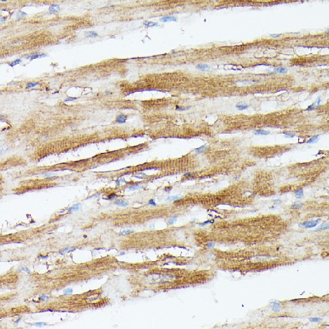 NUBP1 Polyclonal Antibody (E-AB-66802)