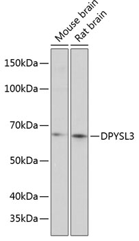 DPYSL3 Polyclonal Antibody (E-AB-90394)