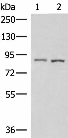 CUL4A Polyclonal Antibody (E-AB-19279)