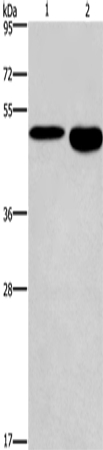 DMRT3 Polyclonal Antibody (E-AB-11162)