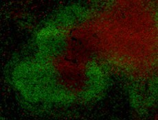 Alexa Fluor® 594 anti-mouse TCR β chain Antibody (109238)