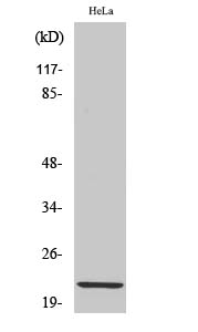 Claudin 1 Polyclonal Antibody (E-AB-30939)