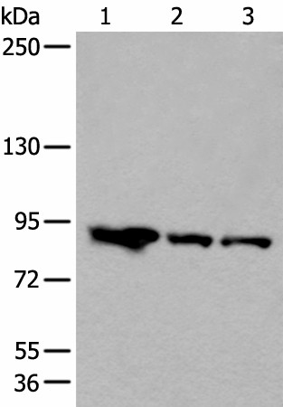 VPS35 Polyclonal Antibody (E-AB-53569)