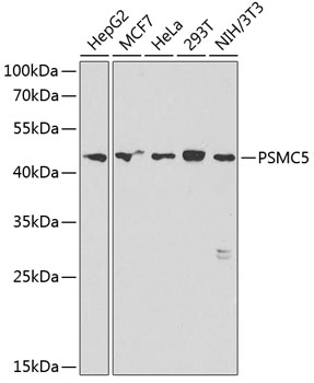 PSMC5 Polyclonal Antibody (E-AB-68304)