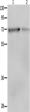 SH-PTP2 Polyclonal Antibody (E-AB-14341)