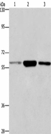 GPC6 Polyclonal Antibody (E-AB-16462)